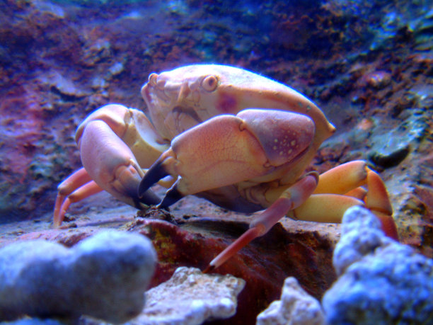 甲壳动物,人工饲养动物,水族馆