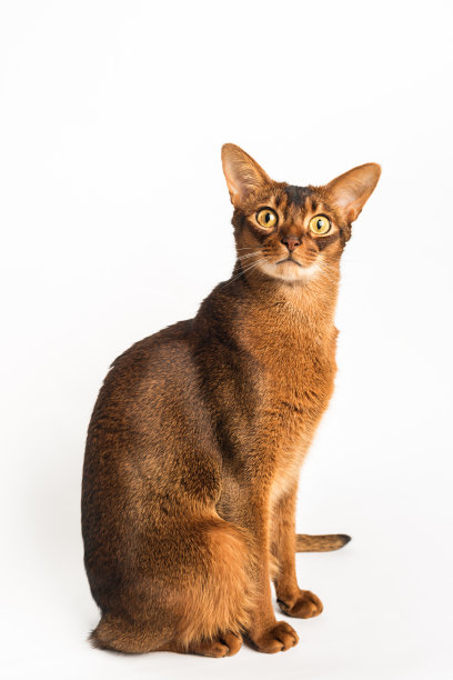 abyssinian猫