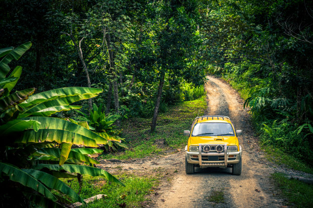 jungle