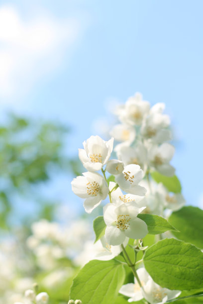 春天百花盛开万物复苏