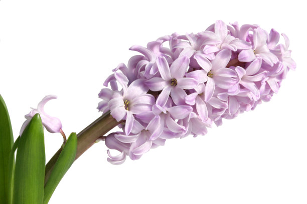 hyacinth