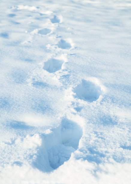 冬天,季节,雪