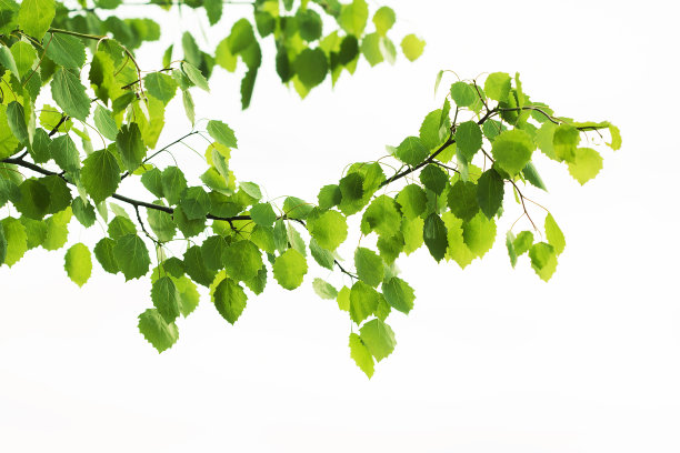 branch