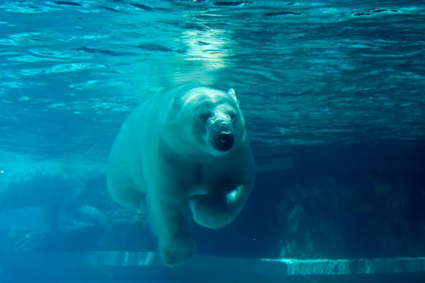 动物园的北极熊