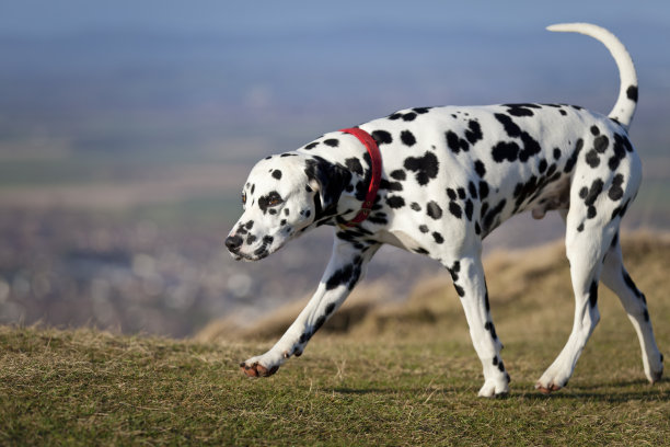 dalmatian