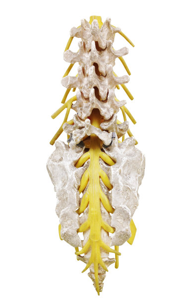 脊髓神经