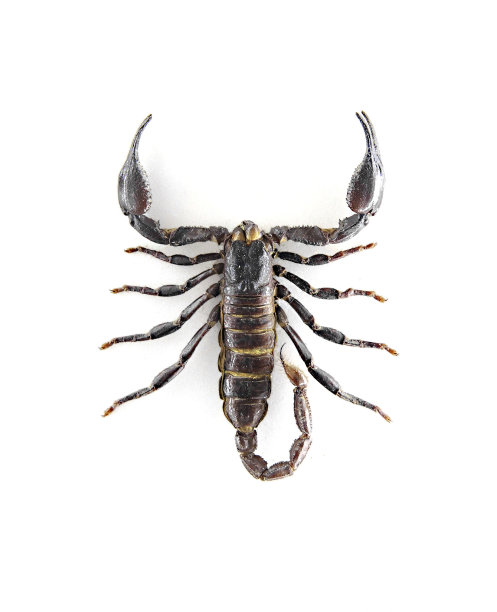 scorpio