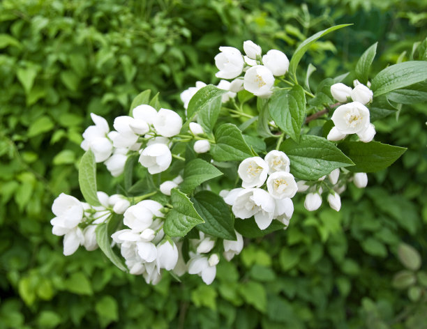 jasmine