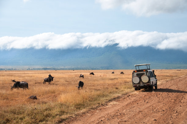 ngorongoro