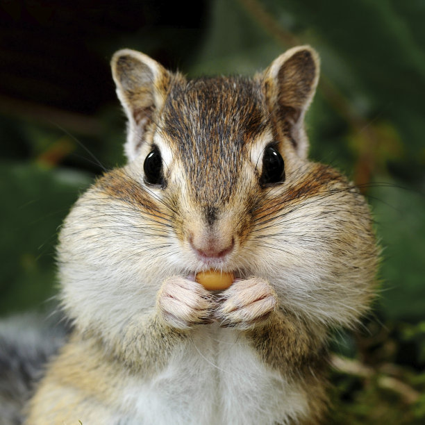 squirrel