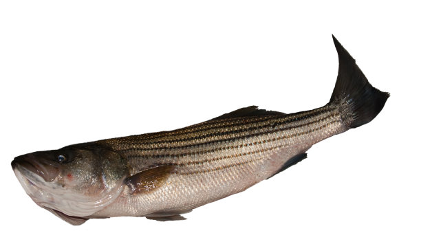 rockfish