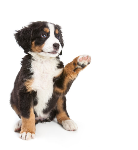 doggy