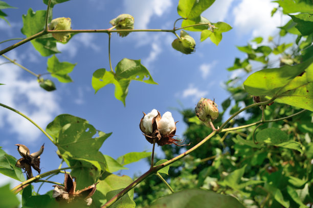 cotton
