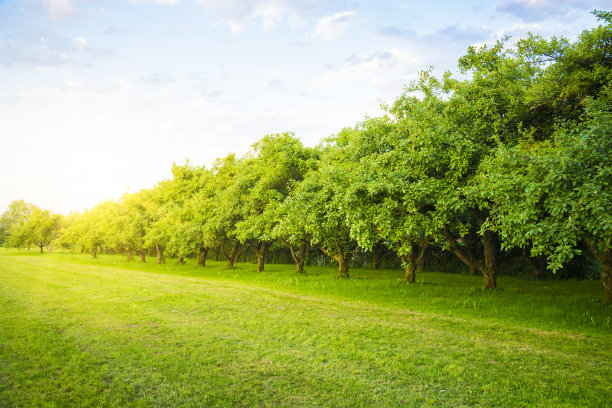 orchard