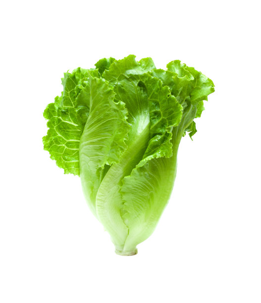 vegetable