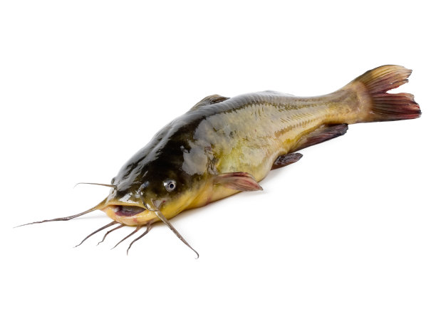 catfish