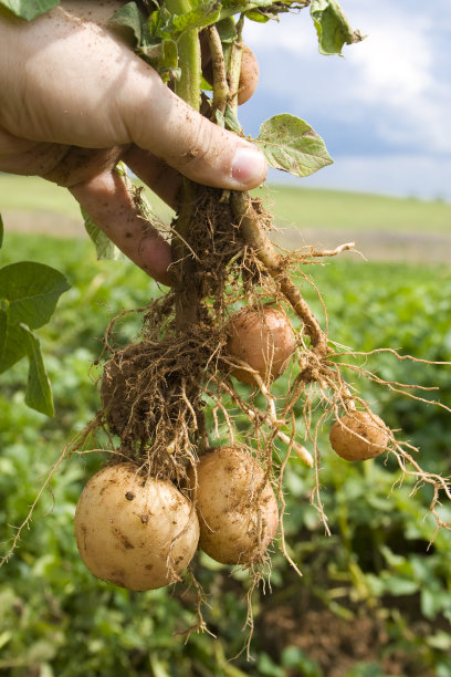 potatoes