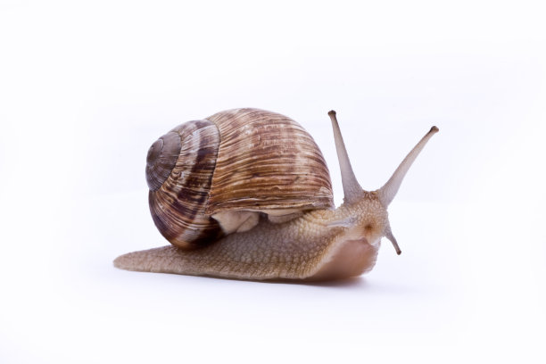 snail