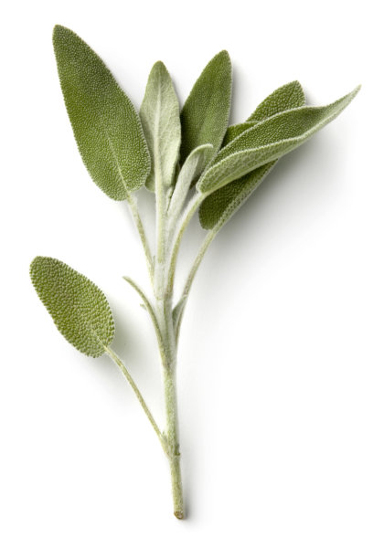 salvia