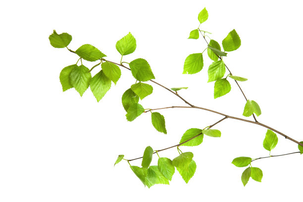 白桦树叶子图片 搜狗图片搜索 白桦树叶子图片 搜狗图片搜索