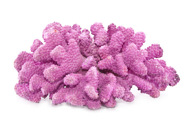 corals