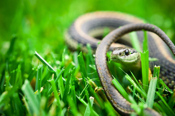 snake