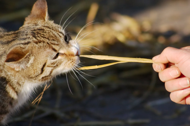 猫捉老鼠