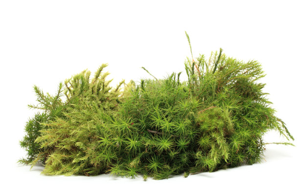 shrub