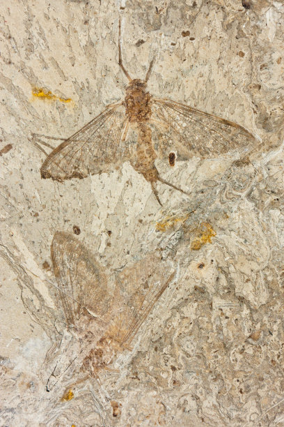 entomology