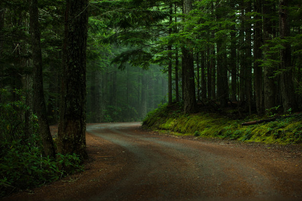 森林中的路