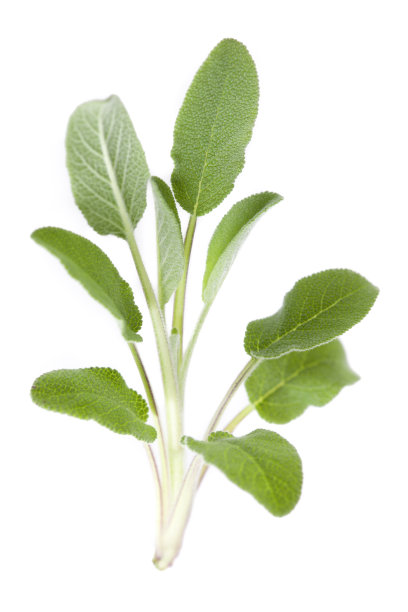 sage