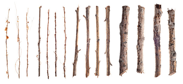 branches