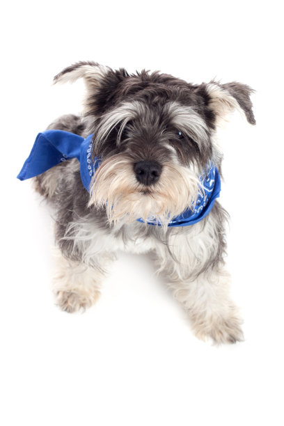 schnauzer