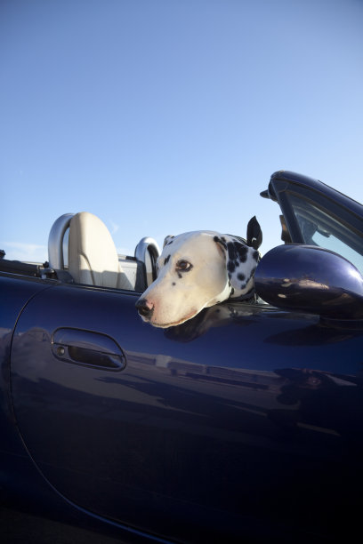 dalmatian