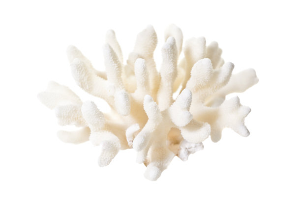 角孔珊瑚