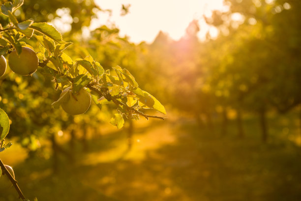 orchard