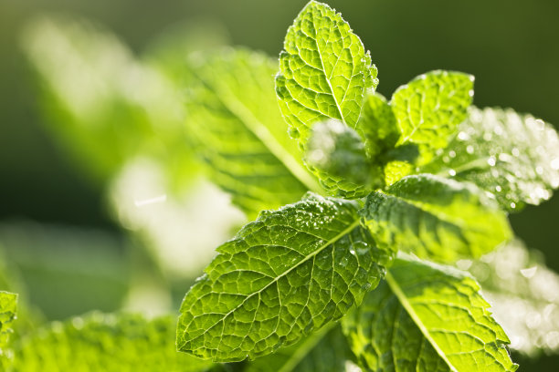 peppermint