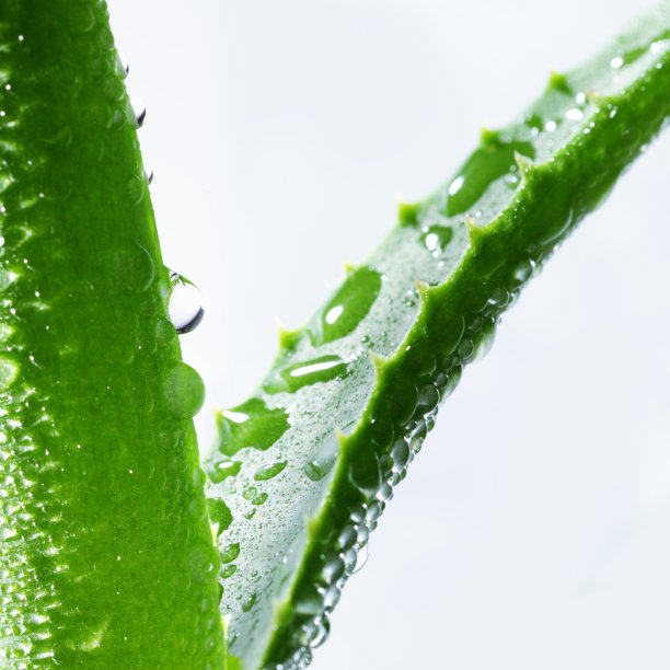 aloe