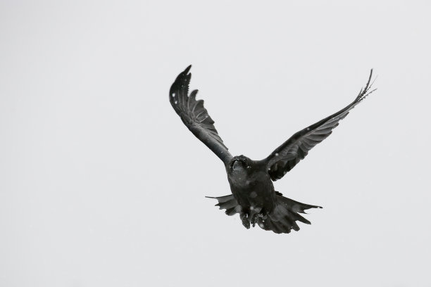 飞翔的乌鸦