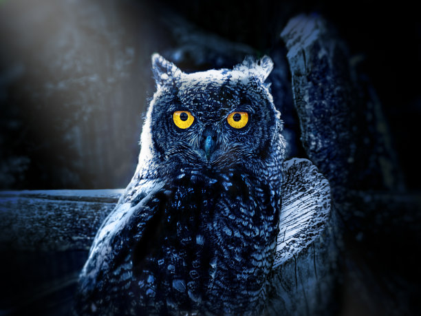 strix