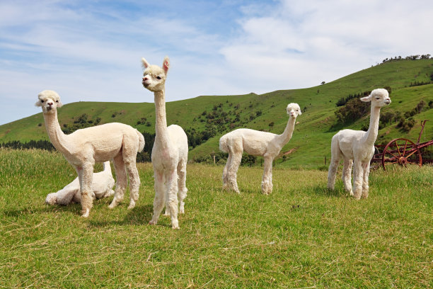 alpaca