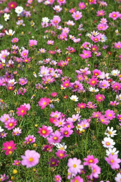 calliopsis