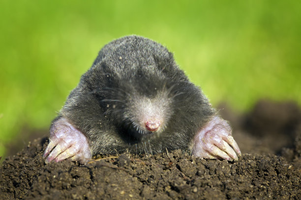 mole