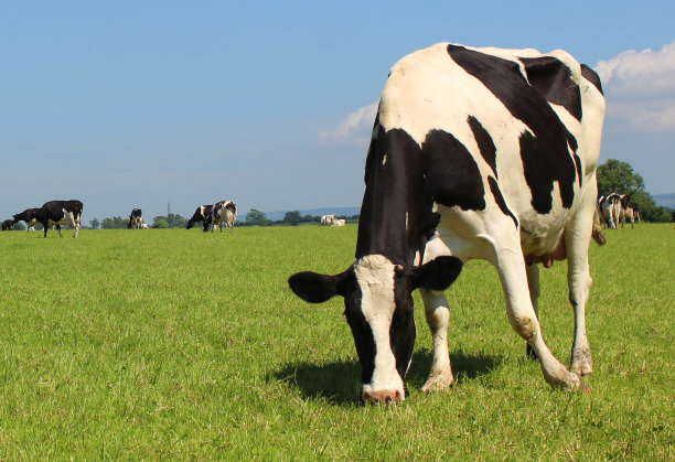 cow