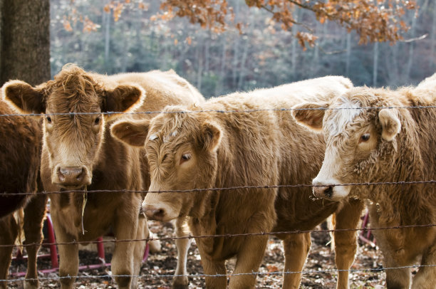 cow