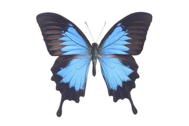 swallowtail