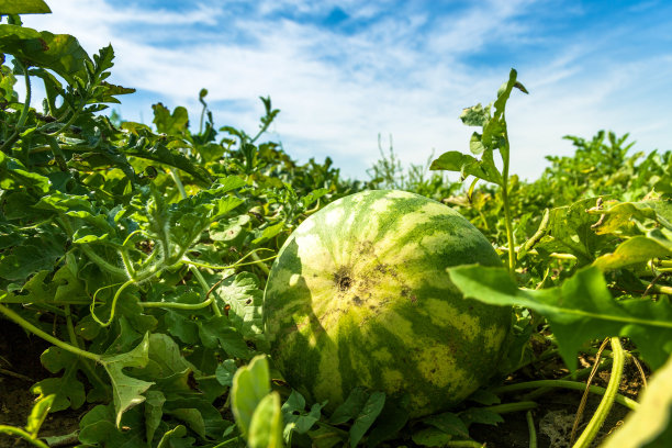 watermelon