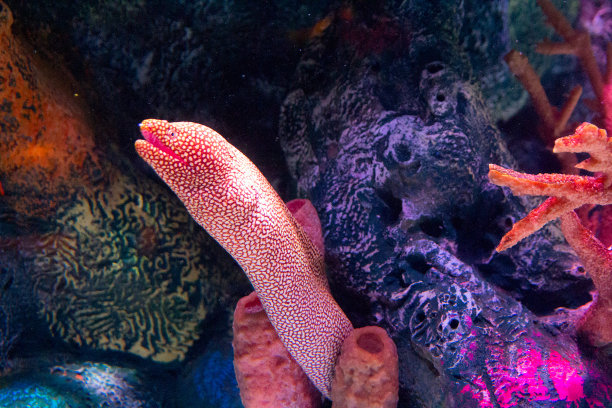 moray