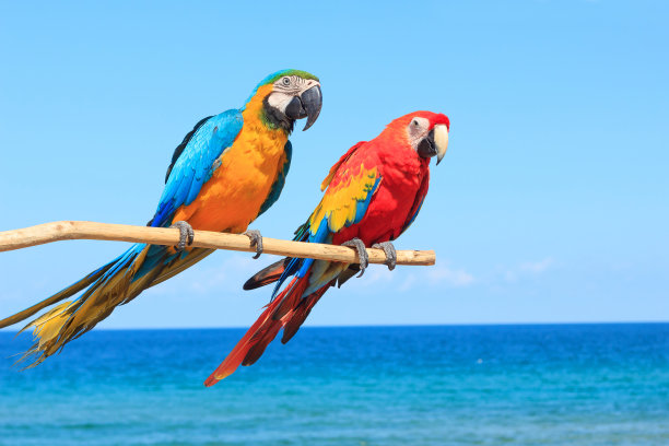 parrot