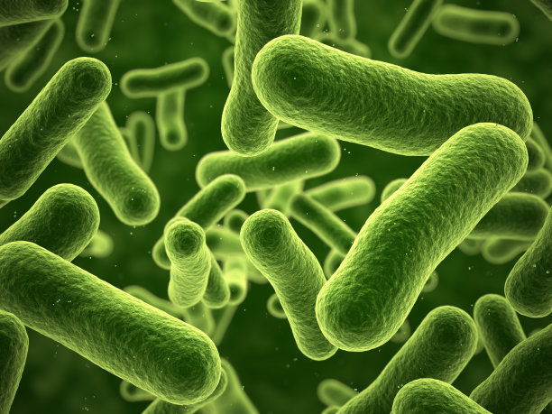 bacteria